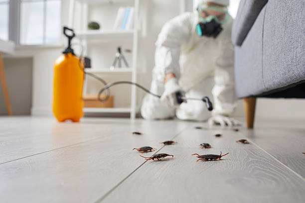 Trusted Rodent Control service in Elmwood Place, OH - Nex Pest Control